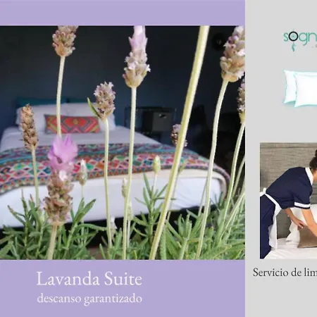 Room In House - Lavanda Suite Polanco, The Stay That You Deserve
